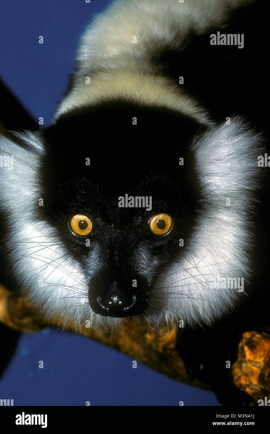Lemur Pile Ruffed Ruffed Lemur, Lemur variegata Stock Photo - Alamy