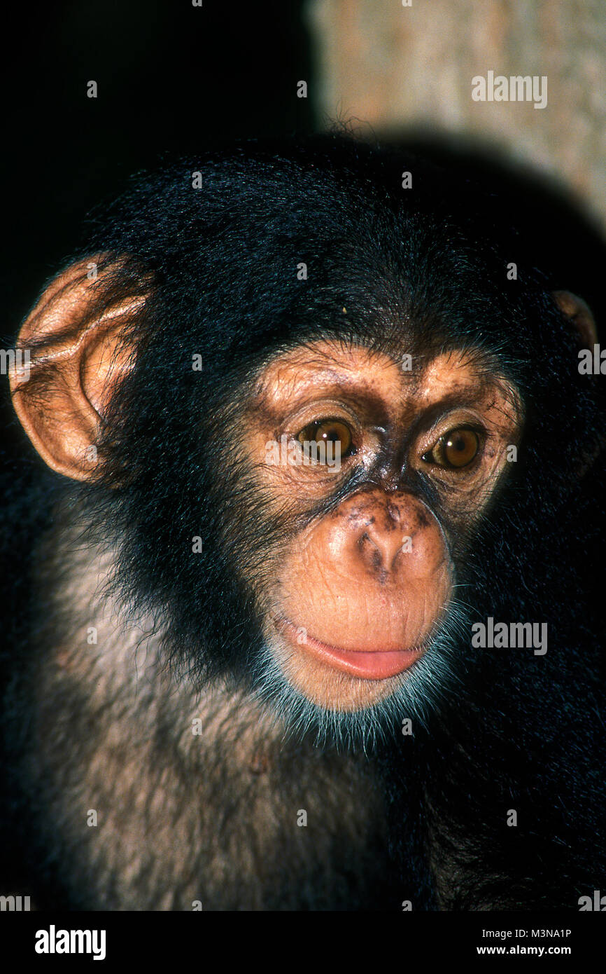 Chimpanzee young, Pan troglodytes Stock Photo