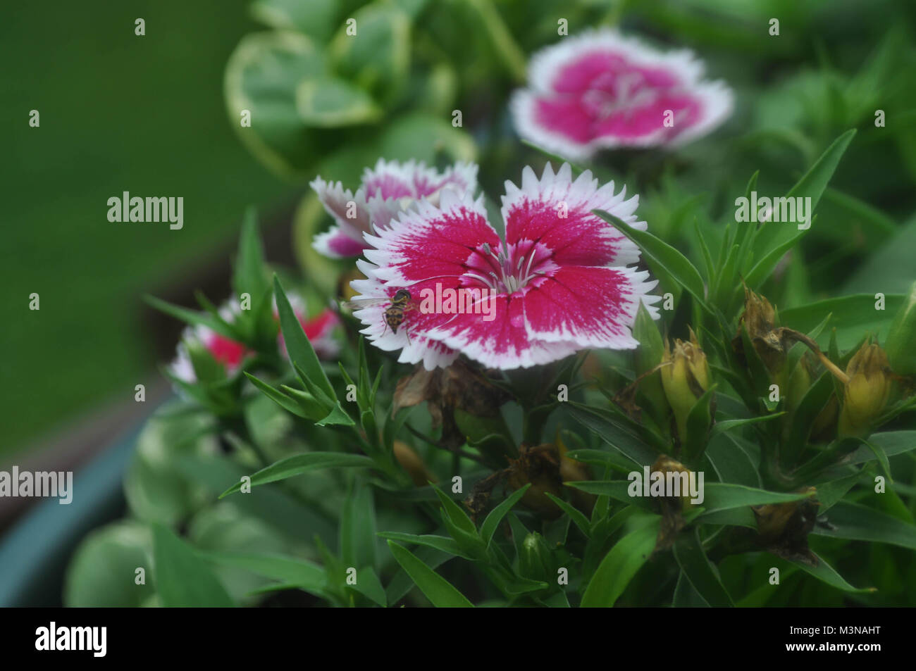 Pink and White Dianthus Flowers in Bloom Stock Photo