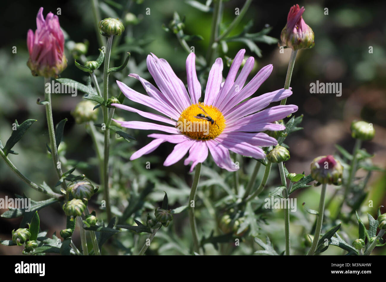 Pink Fall Aster Sunflower in Bloom with a Bee Stock Photo