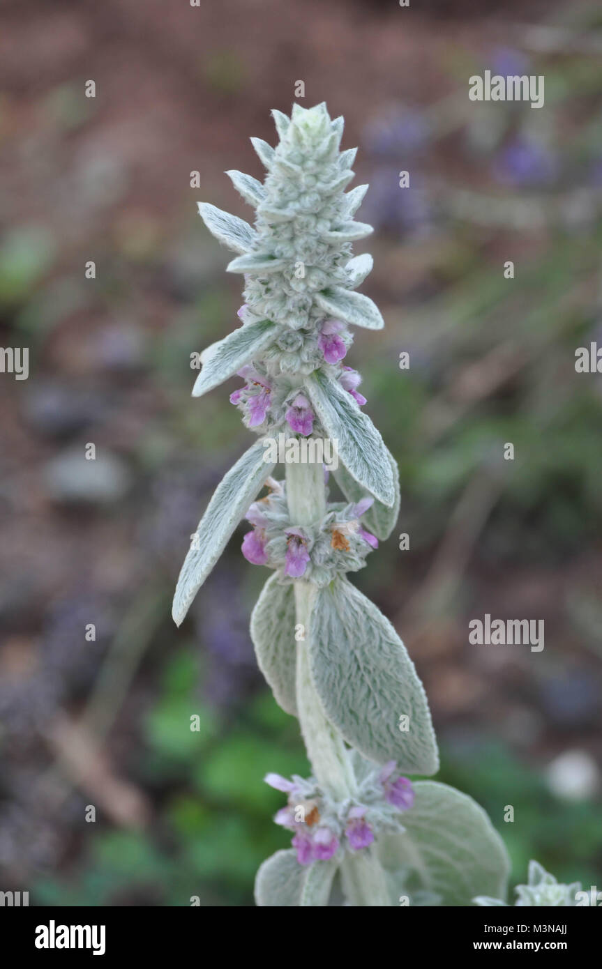 Lambs Ears Plant Stock Photo Alamy