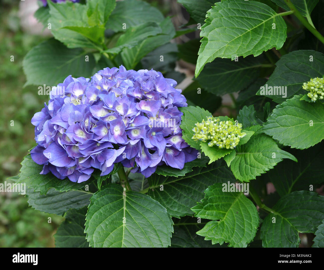 Purple Hydrangea Plant with Flowers in Full Bloom Stock Photo Alamy