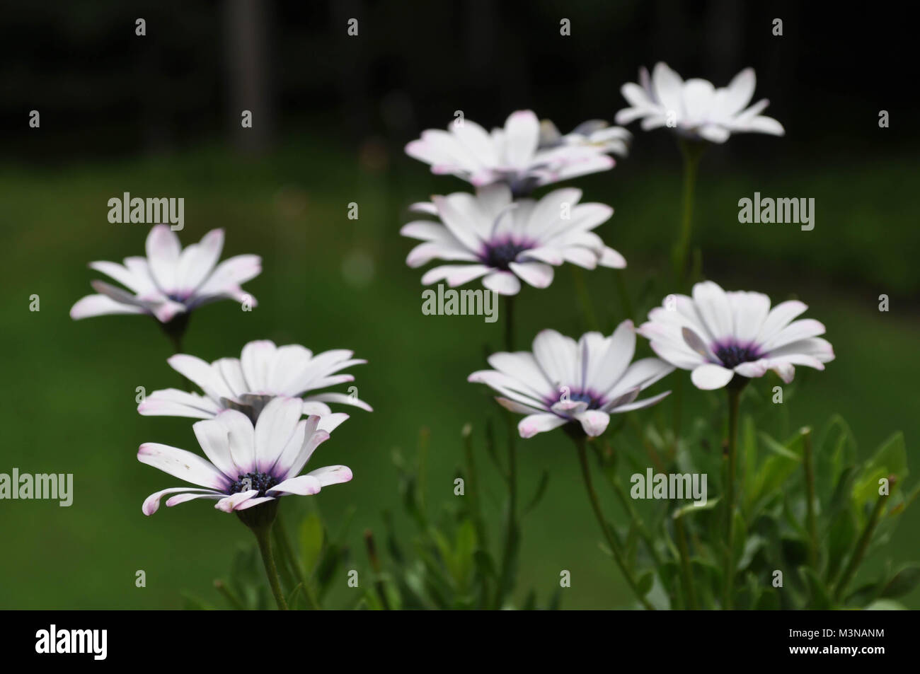 White and Purple African Daisy Flowers in Bloom Osteospermum Stock Photo