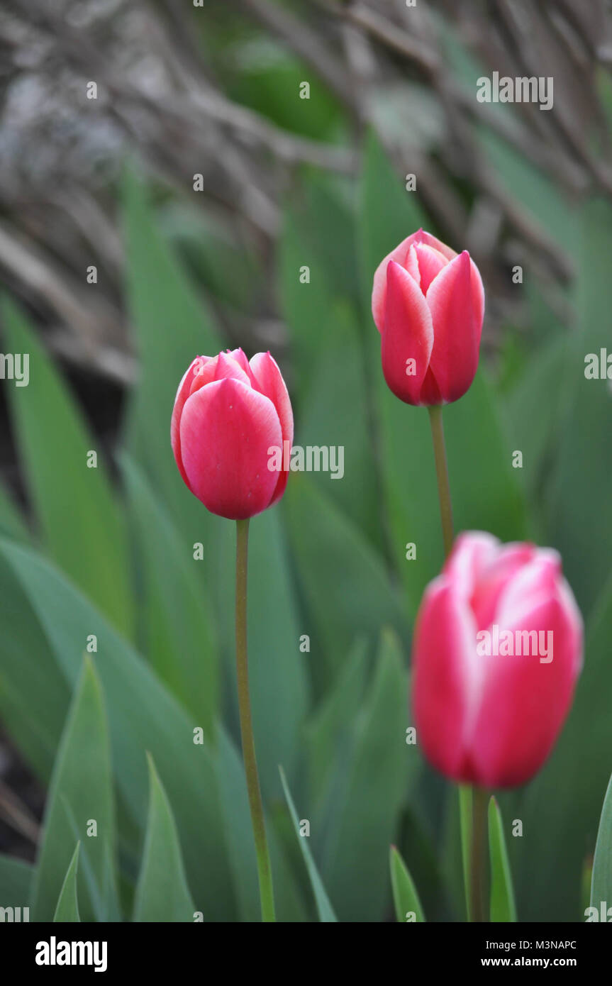 off white pink tulip