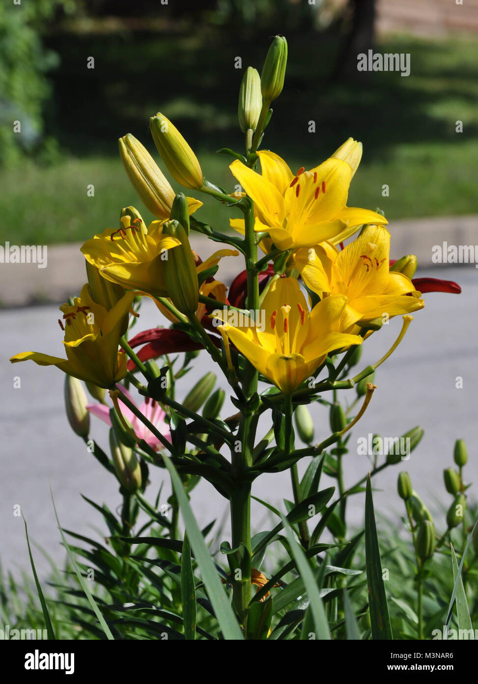 Asiatic lily hires stock photography and images Alamy