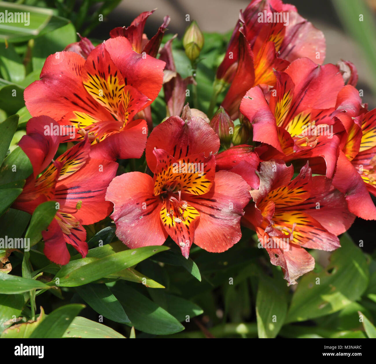 Inca lily hires stock photography and images Alamy