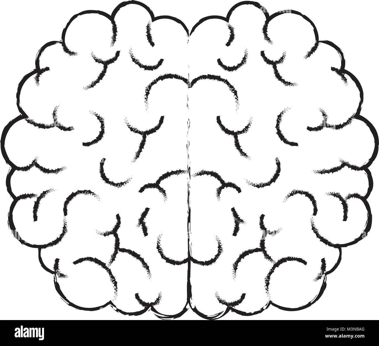 Anatomical diagram brain Black and White Stock Photos & Images - Alamy