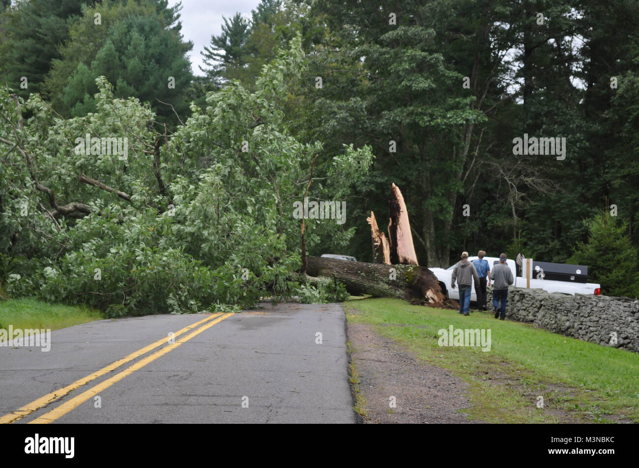 Fallen Tree Hit by Lightning During a Hurricane Stock Photo Alamy
