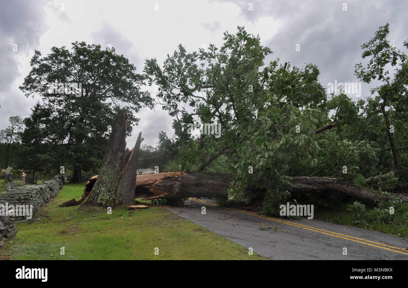 Fallen Tree Hit by Lightning During a Hurricane Stock Photo Alamy