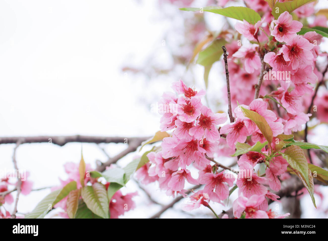 Beautiful colors of Sakura with the sky Stock Photo - Alamy