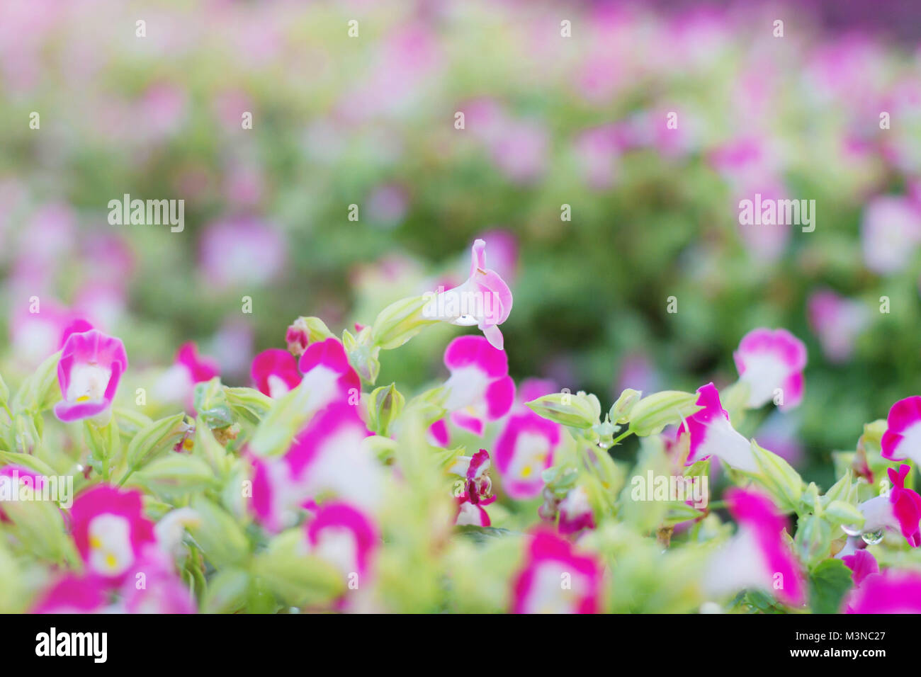 Beautiful purple flowers in the garden Stock Photo - Alamy