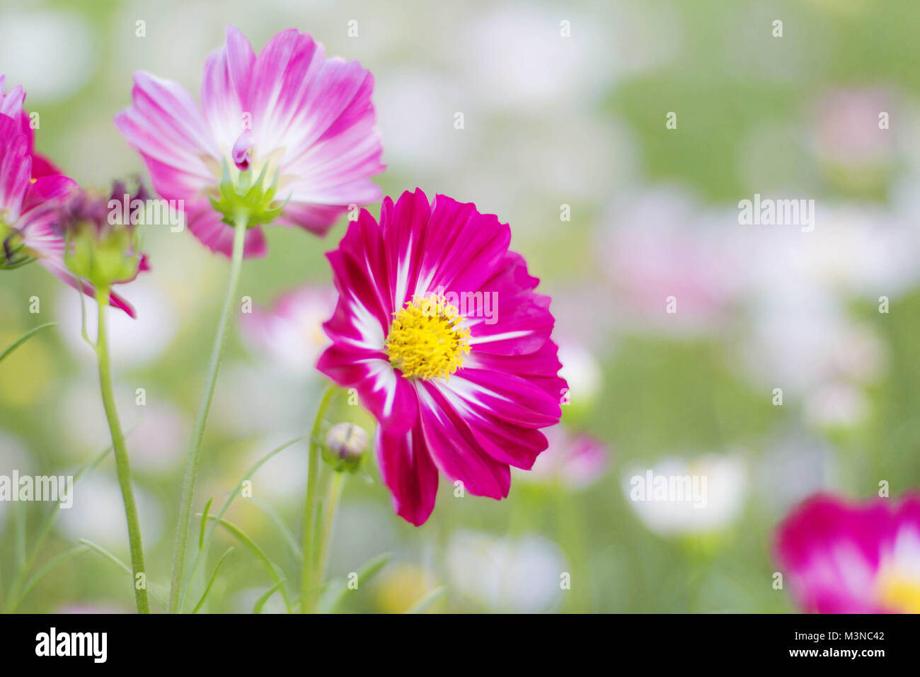 colors of cosmos flowers in the garden Stock Photo - Alamy