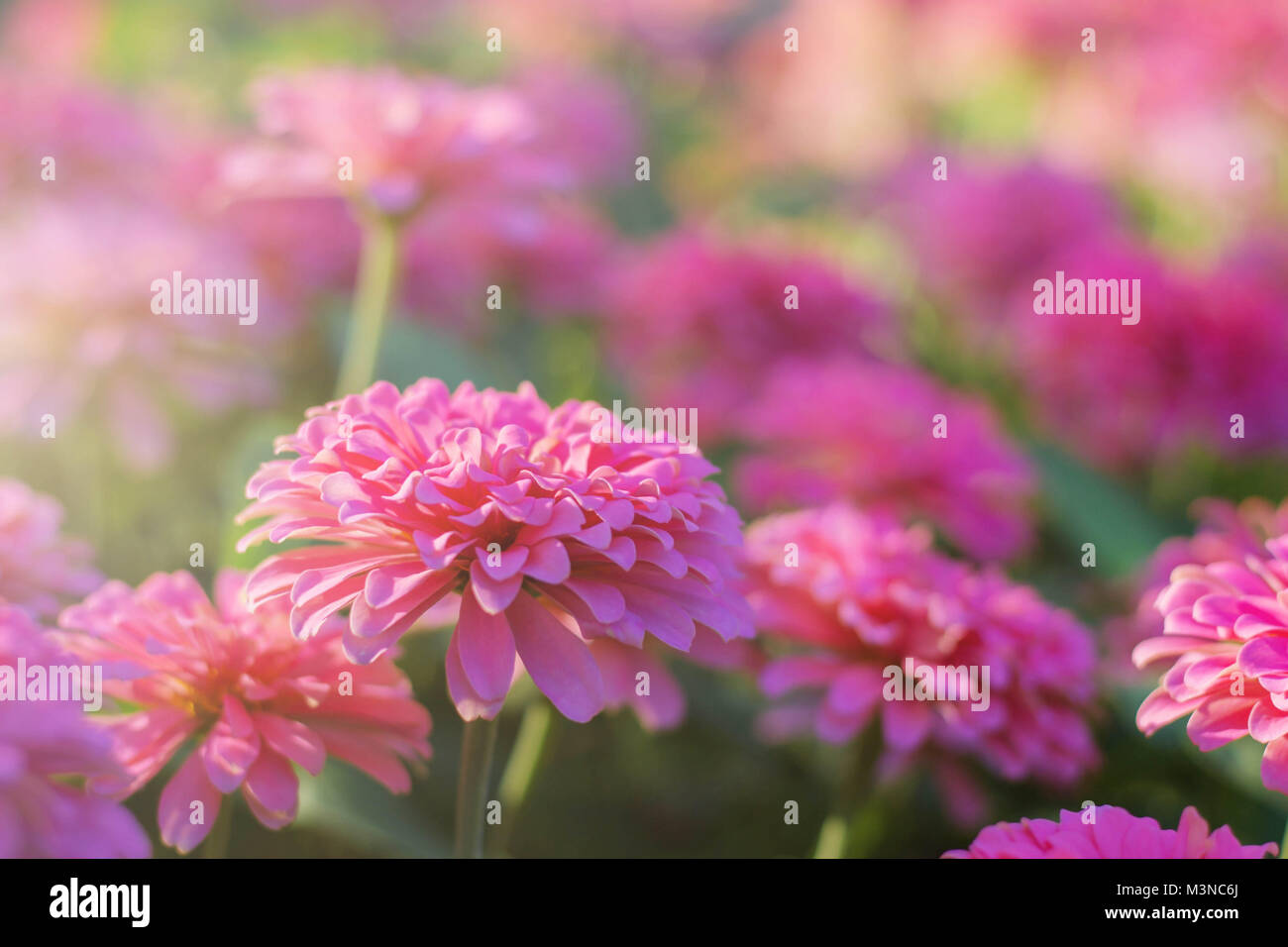 Pink flowers with beautiful in the garden Stock Photo - Alamy