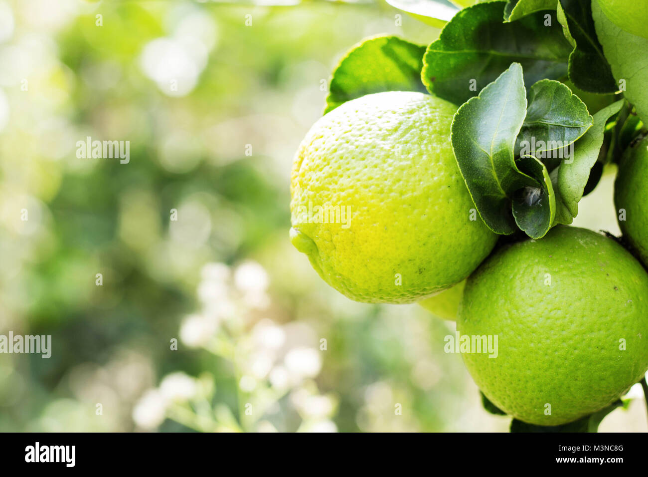 Lemon and green leaves on the tree at farm Stock Photo - Alamy