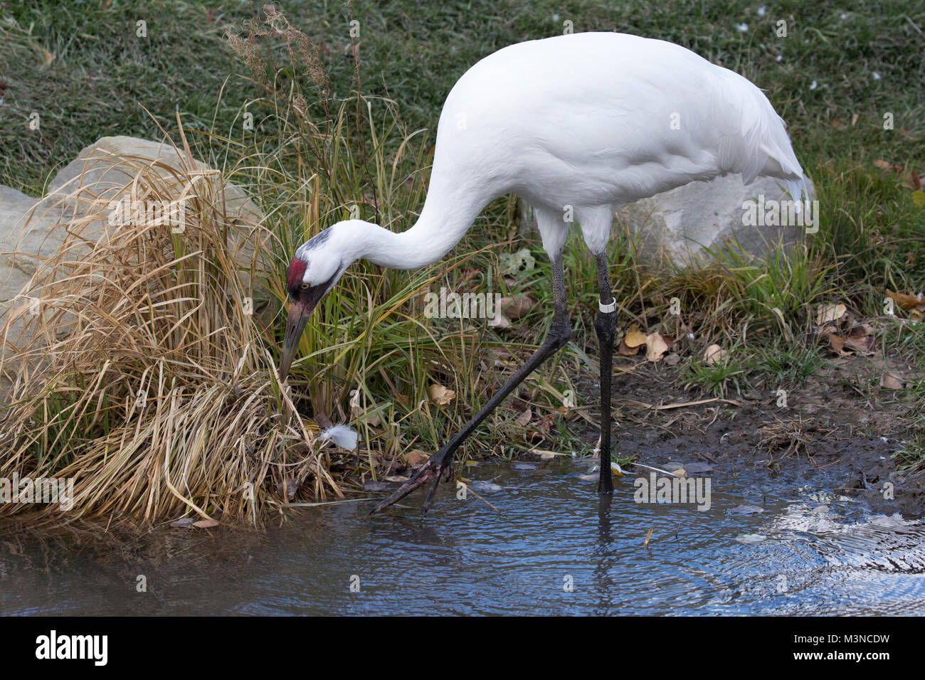 Whooping crane (Grus americana) wading along shoreline in the Canadian Wilds exhibit at the Calgary zoo Stock Photo