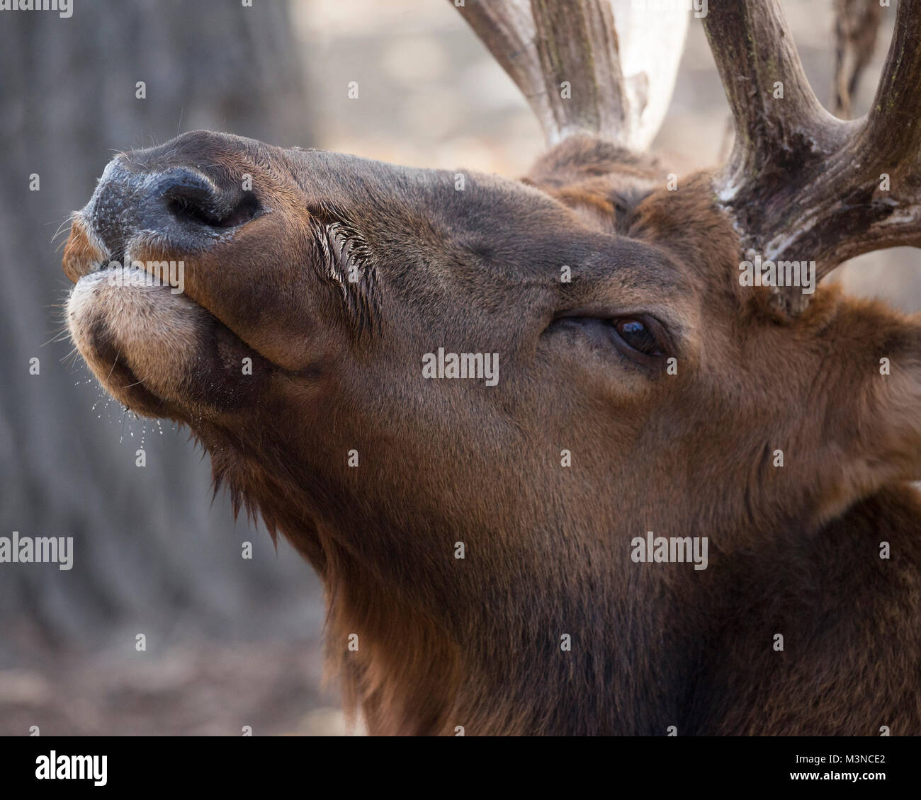 Elk (Cervus canadensis) face portrait, Alberta, Canada Stock Photo