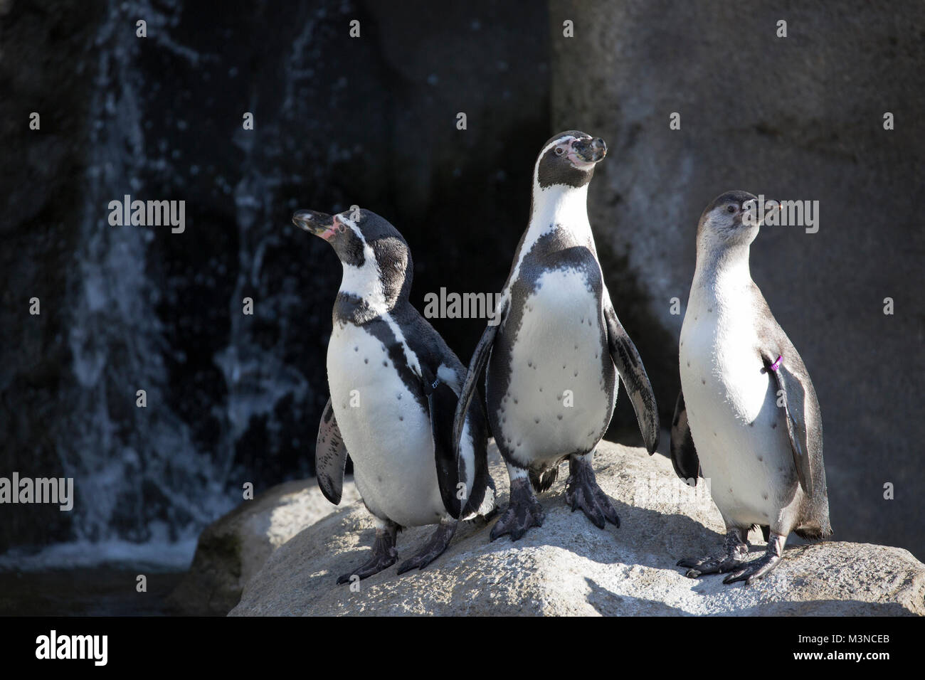 Humboldt Penguins (Spheniscus humboldti) in zoo habitat Stock Photo