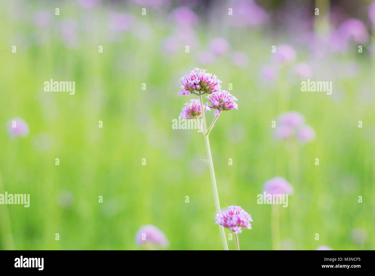 Purple flowers with colorful beauty in the garden Stock Photo - Alamy