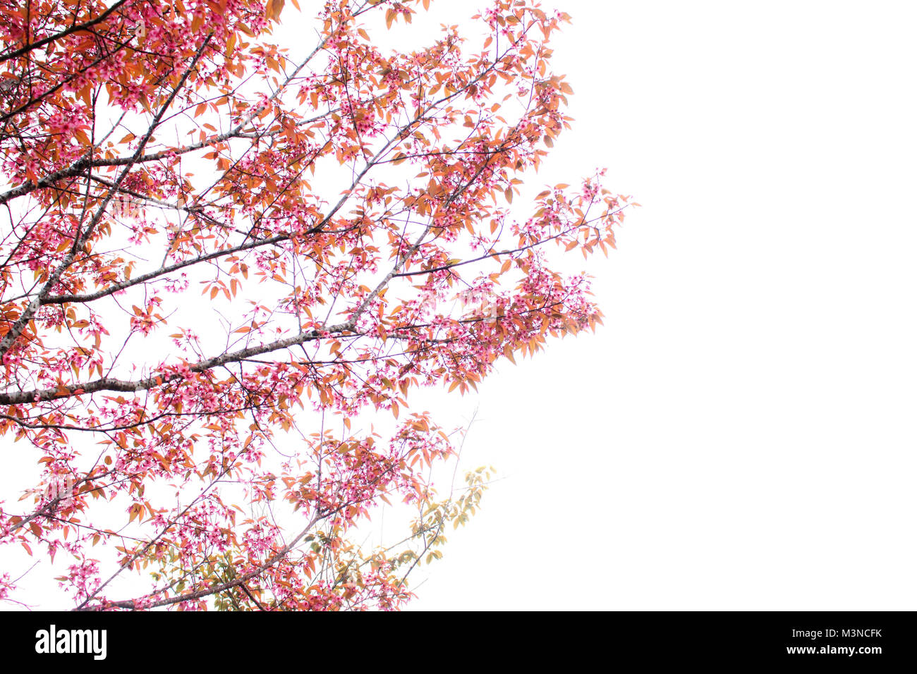 Pink sakura flowers with branches on white background Stock Photo - Alamy