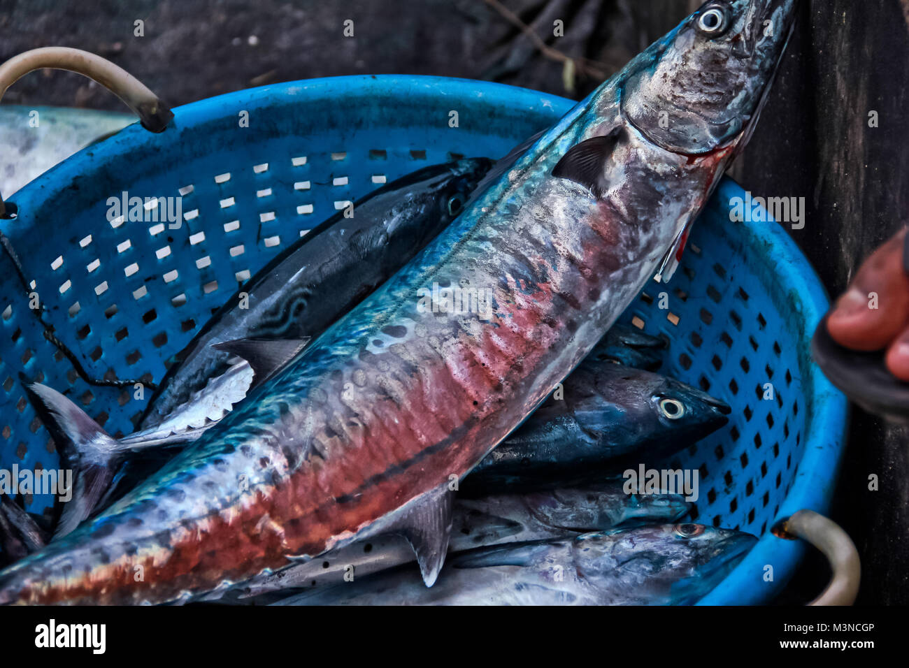 The Indian king fish in a auction at Cochi Port, Kerala, India Stock Photo  - Alamy