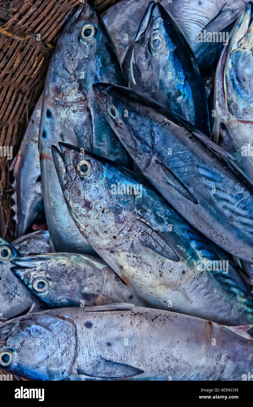 Indian King Fish Size