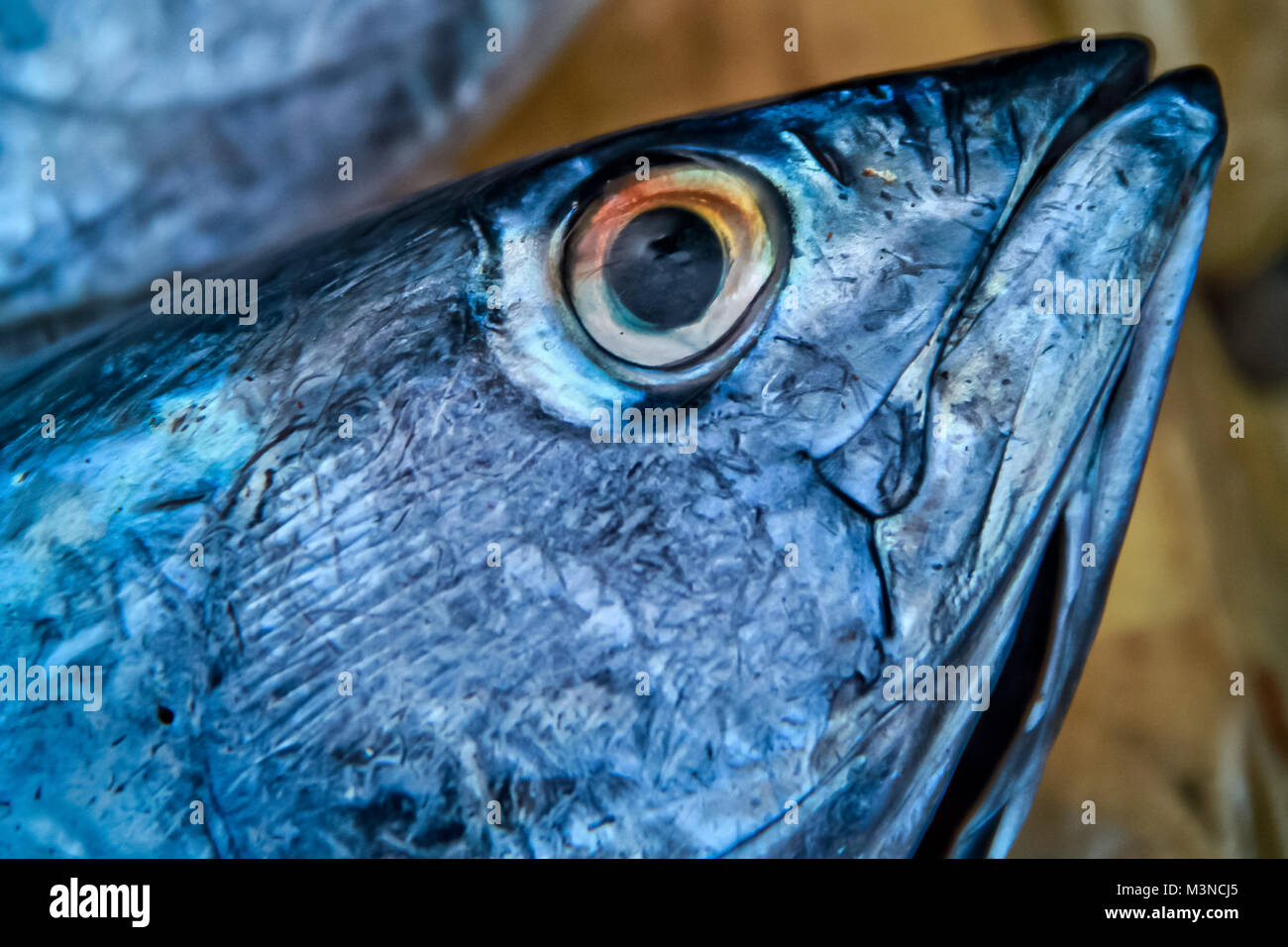 King Mackerel Stock Photos & King Mackerel Stock Images Alamy