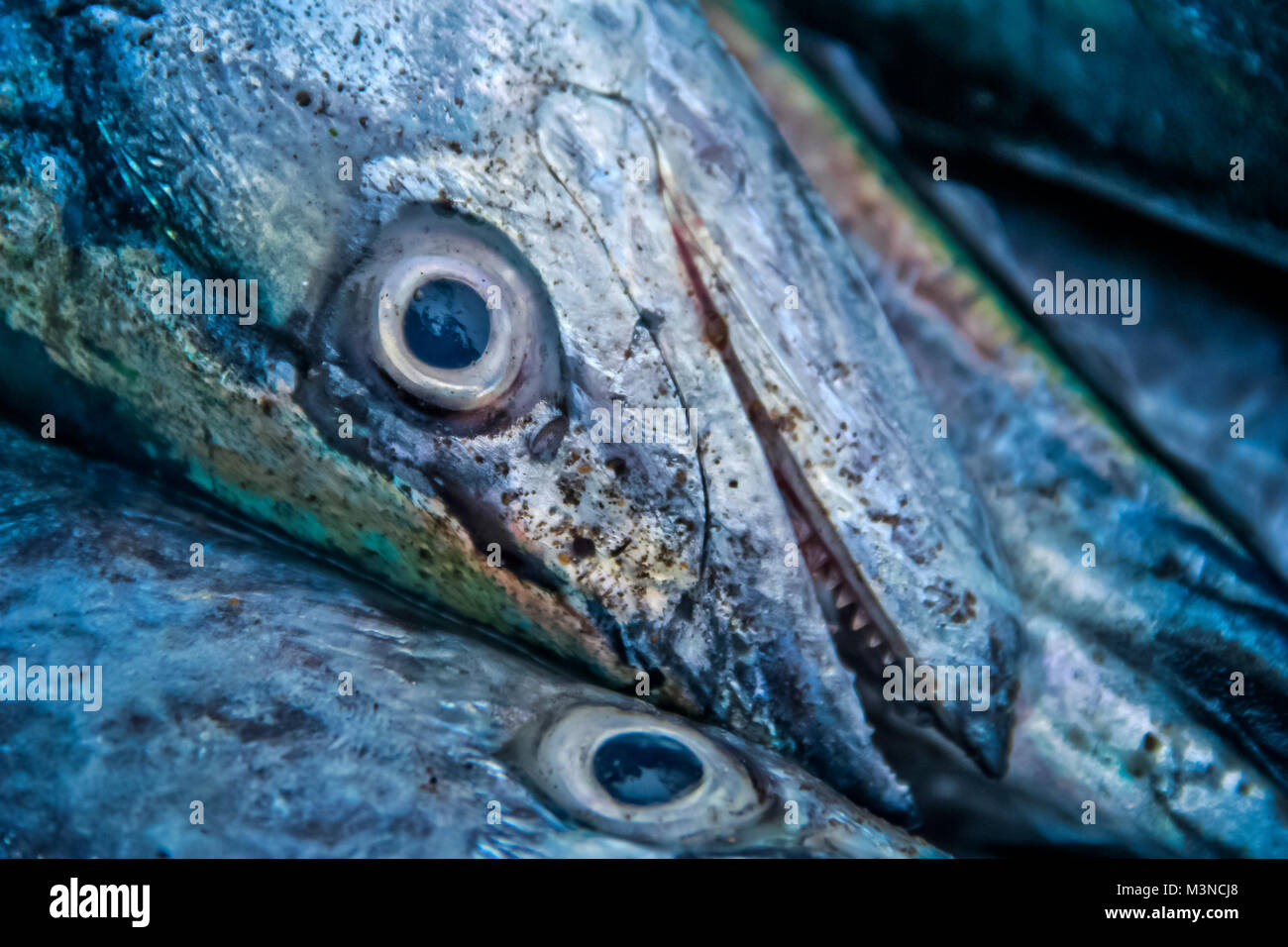 King mackerel hires stock photography and images Alamy