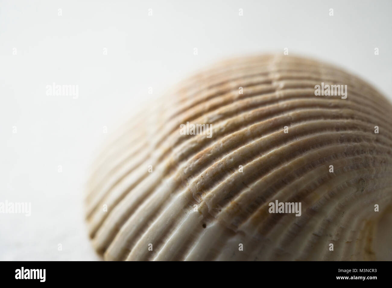 Closeup of the ribs of a cockle sea shell. Stock Photo