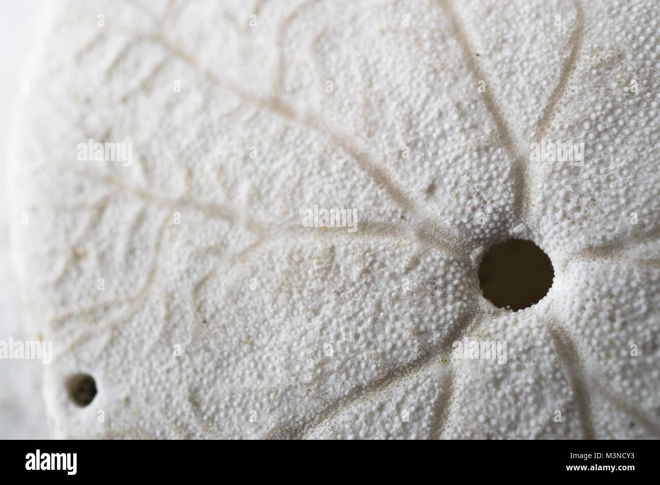 Closeup of the underside of a dried sand dollar, with mouth hole. Stock Photo