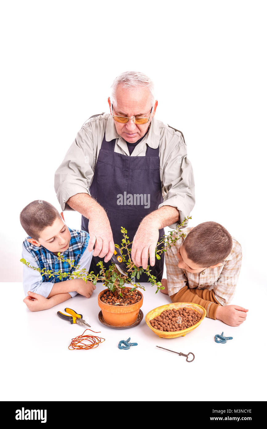 Senior man with his grandchildren taking care of bonsai plant Stock Photo