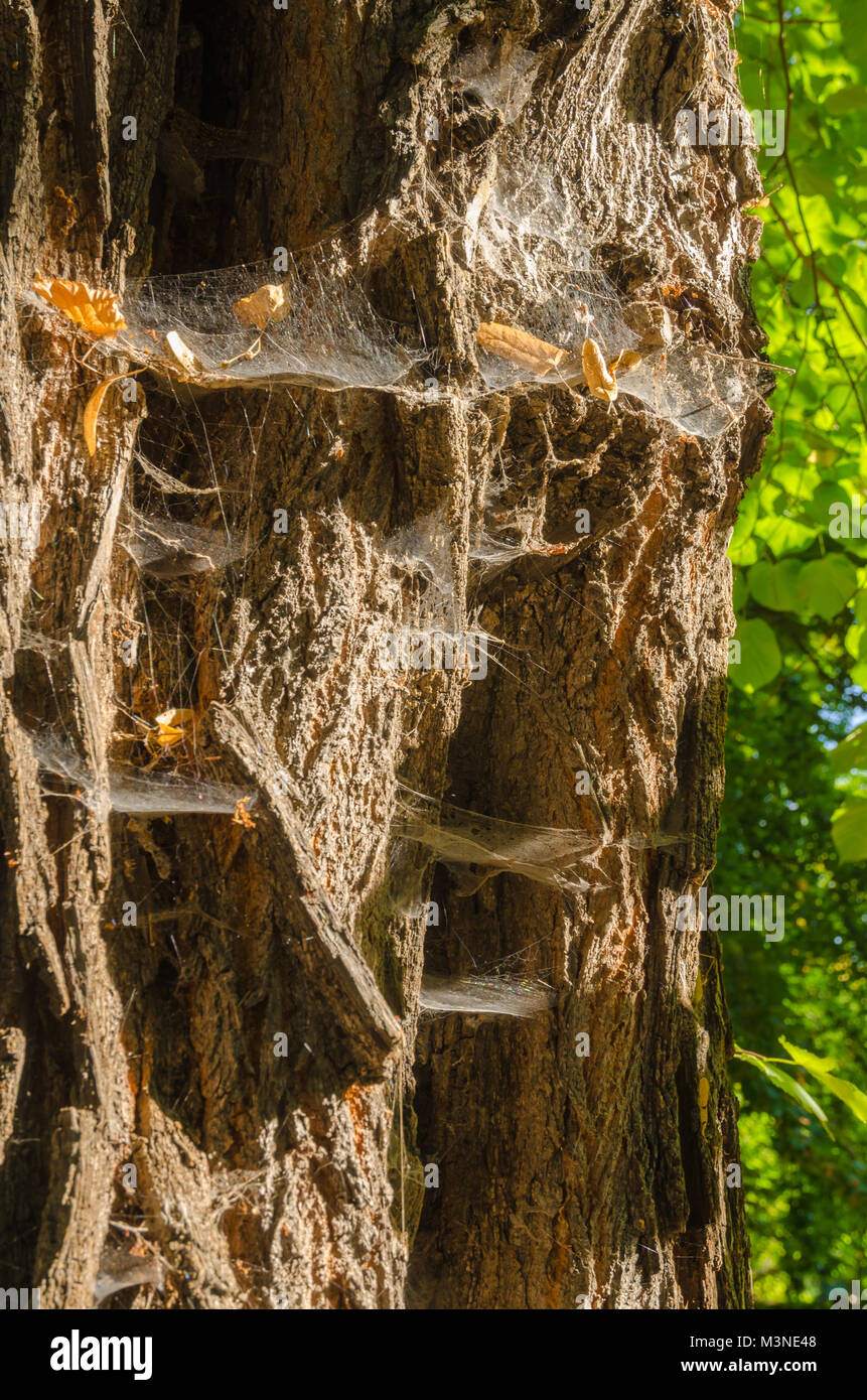 old rutted bark with spider webs Stock Photo