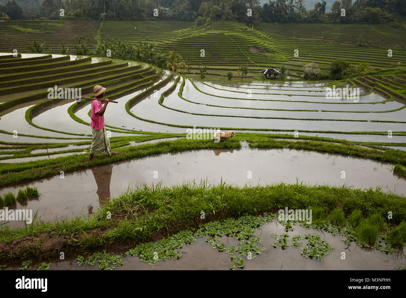 Farmers with pet dog at rice padi terrance at Ubud, Bali. Stock Photo