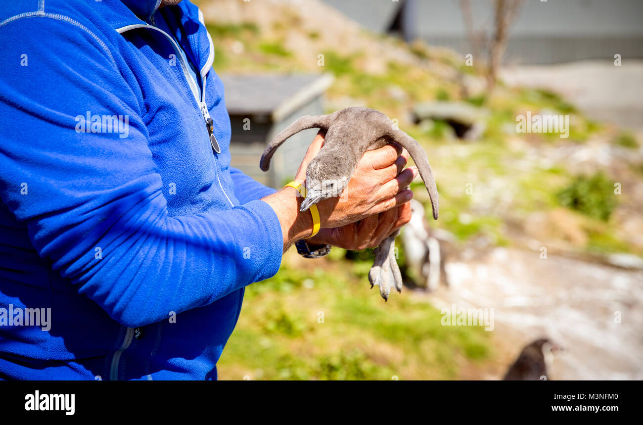 Man showing little penguin in Alesund Aquarium Stock Photo