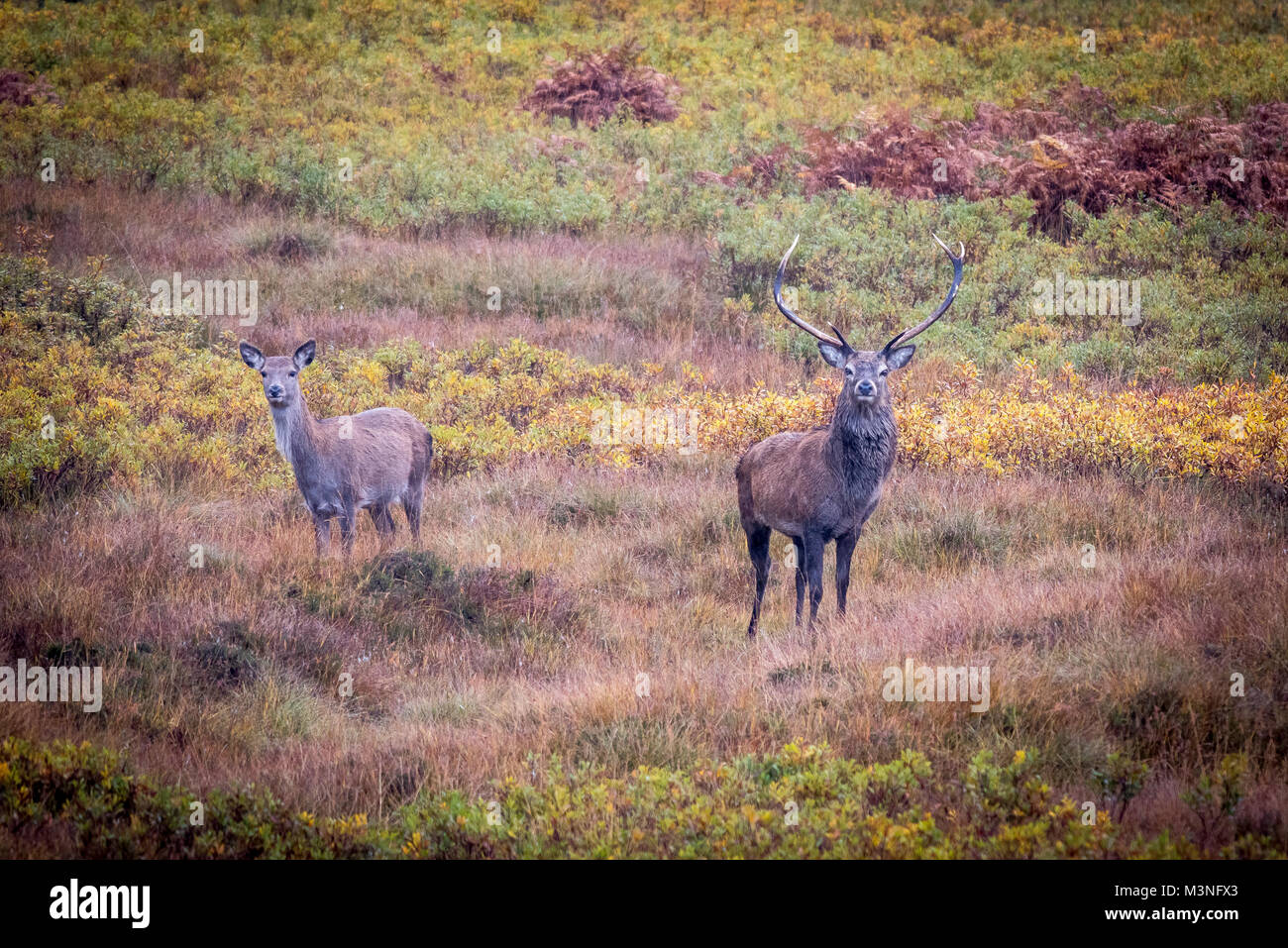 Wild deer roam the Highlands of Scotland with a stag and hinds Stock Photo
