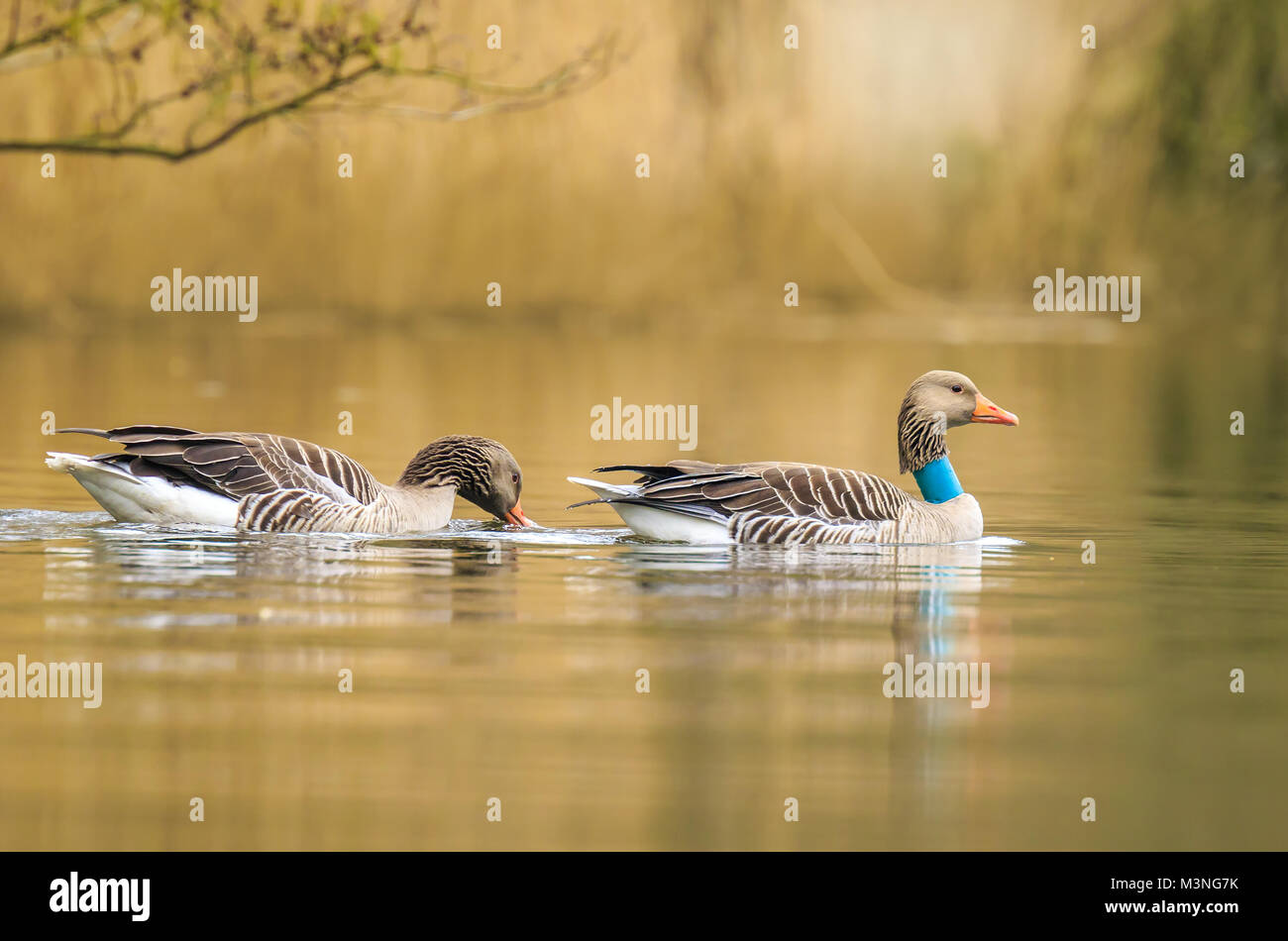 Greylag goose (Anser anser) waterfowl with collar for identification and scientific purposes swimming on the lake water surface on a morning with nice Stock Photo
