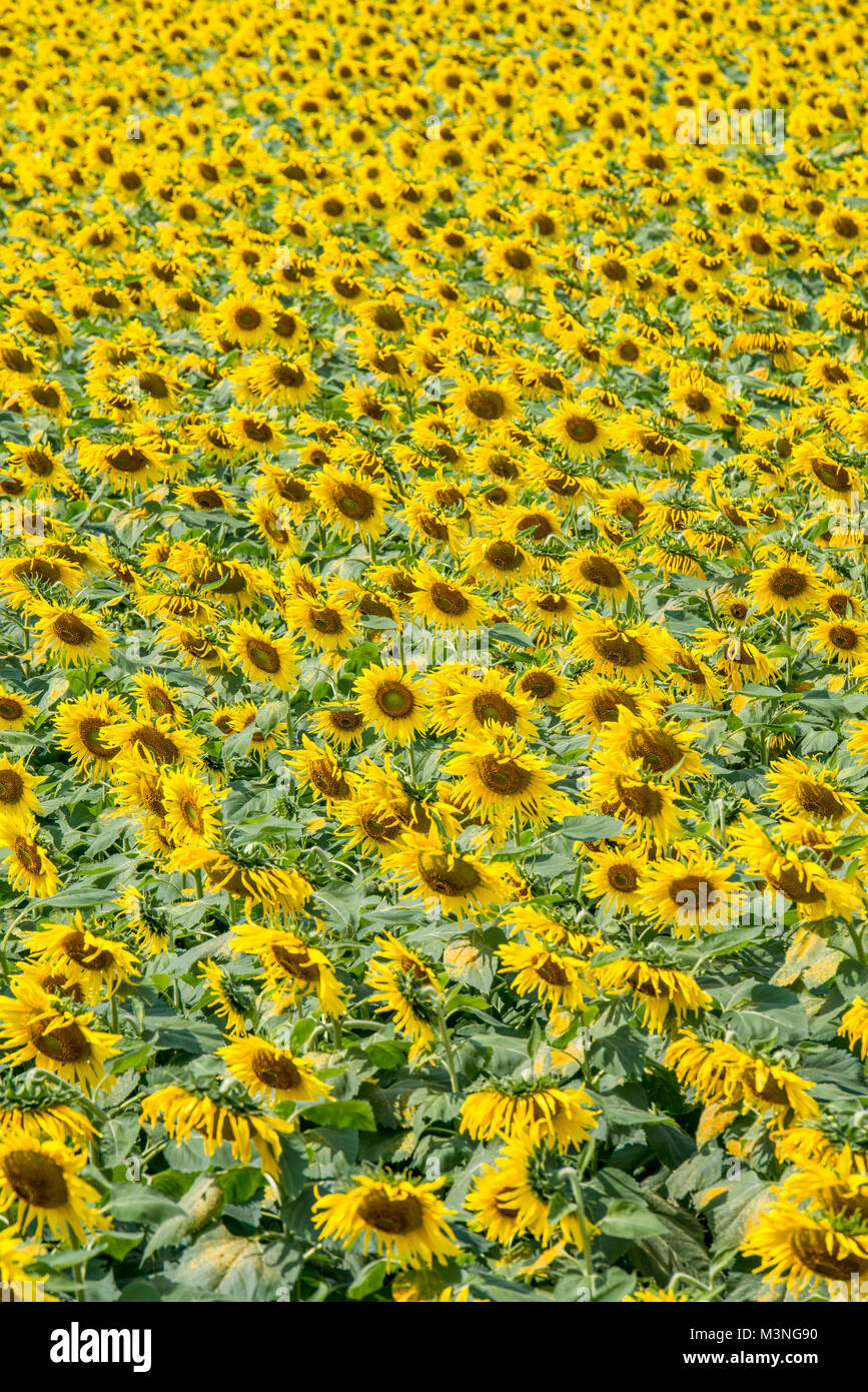 sun flower garden Stock Photo