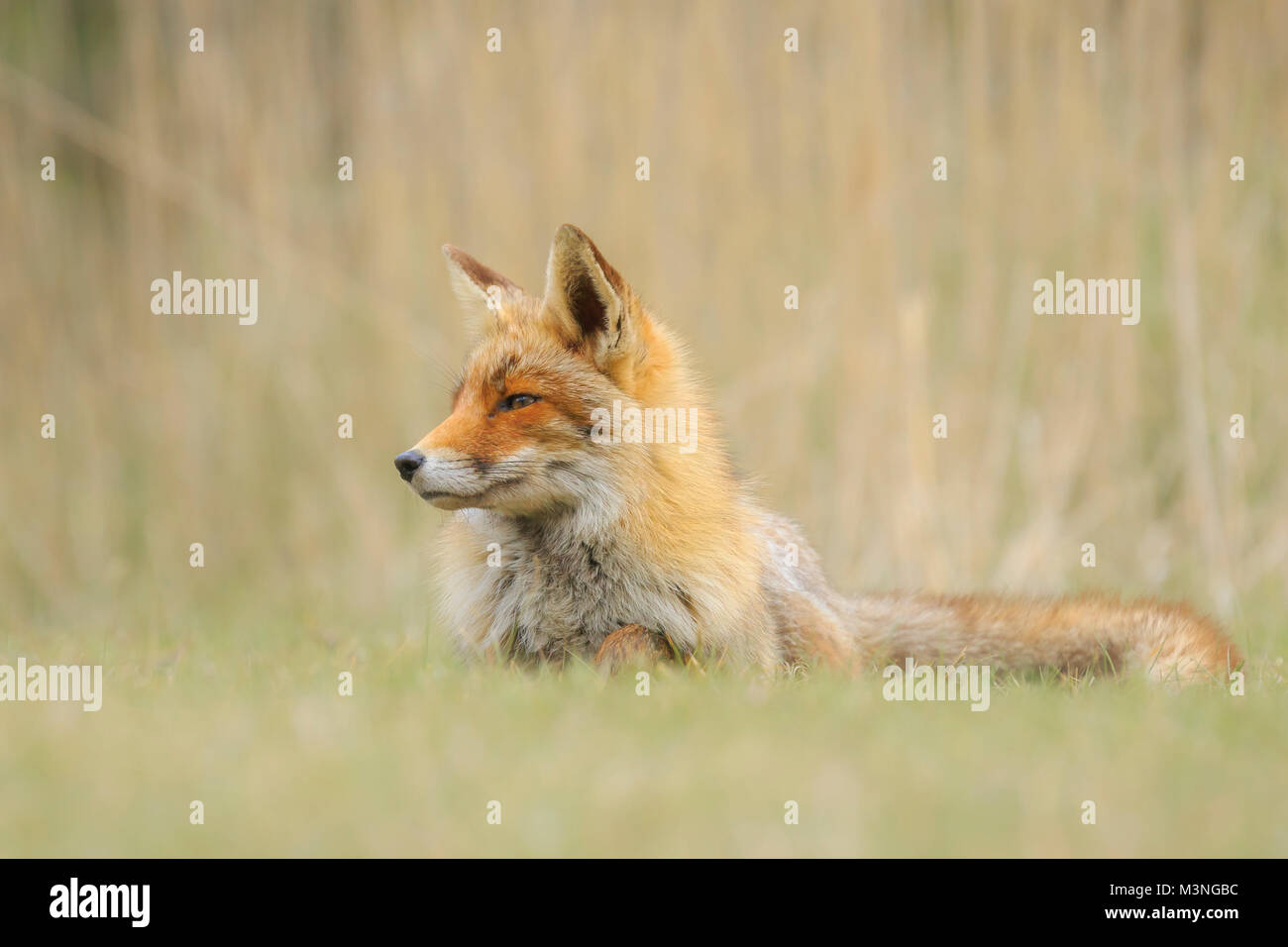 Low point view of a wild young red fox (vulpes vulpes) vixen resting and relaxing in meadow with grass and wood. Stock Photo