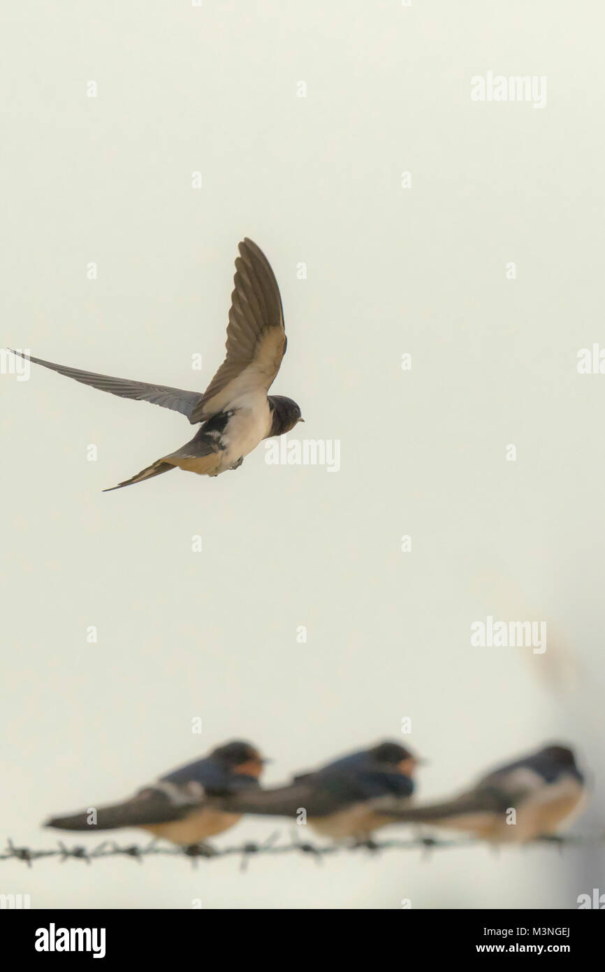 A large group of barn swallows (Hirundo rustica) foraging and hunts insects and taking their occasional rest on their turns. Stock Photo