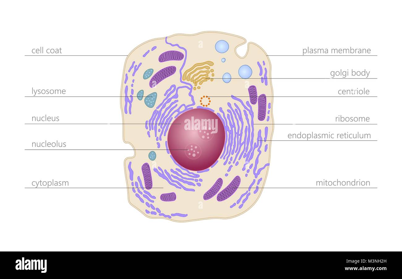 Animal human cell structure educational science. Microscope 3d eukaryotic nucleus organelle medicine technology analysis. Glowing colored biology poster template isolated line vector illustration Stock Vector