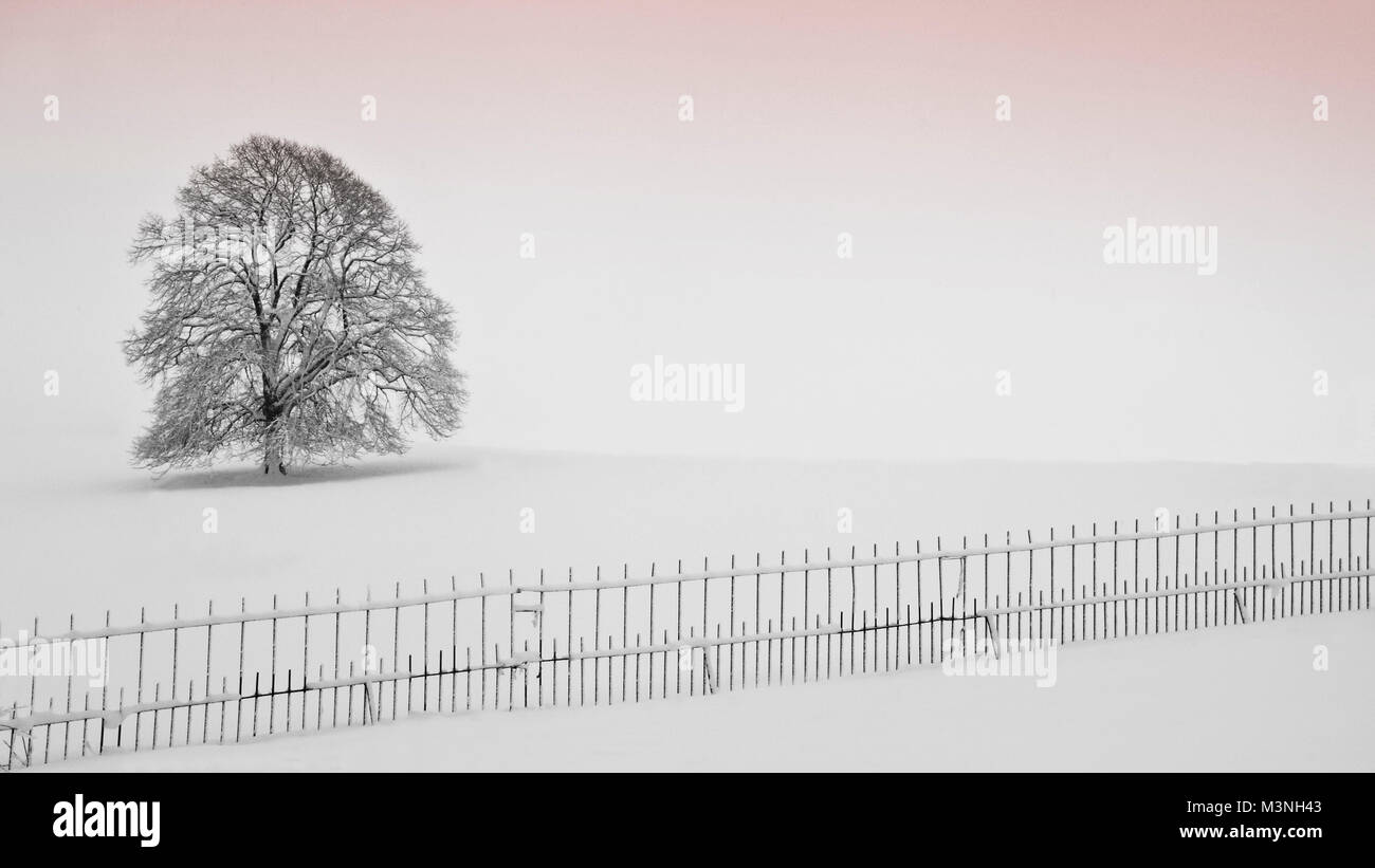 A single tree alone on a snowy day Stock Photo - Alamy