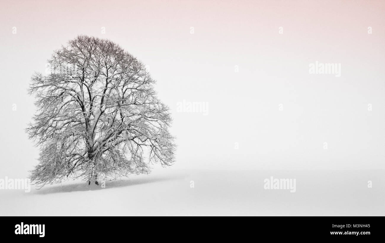 A single tree alone on a snowy day Stock Photo - Alamy
