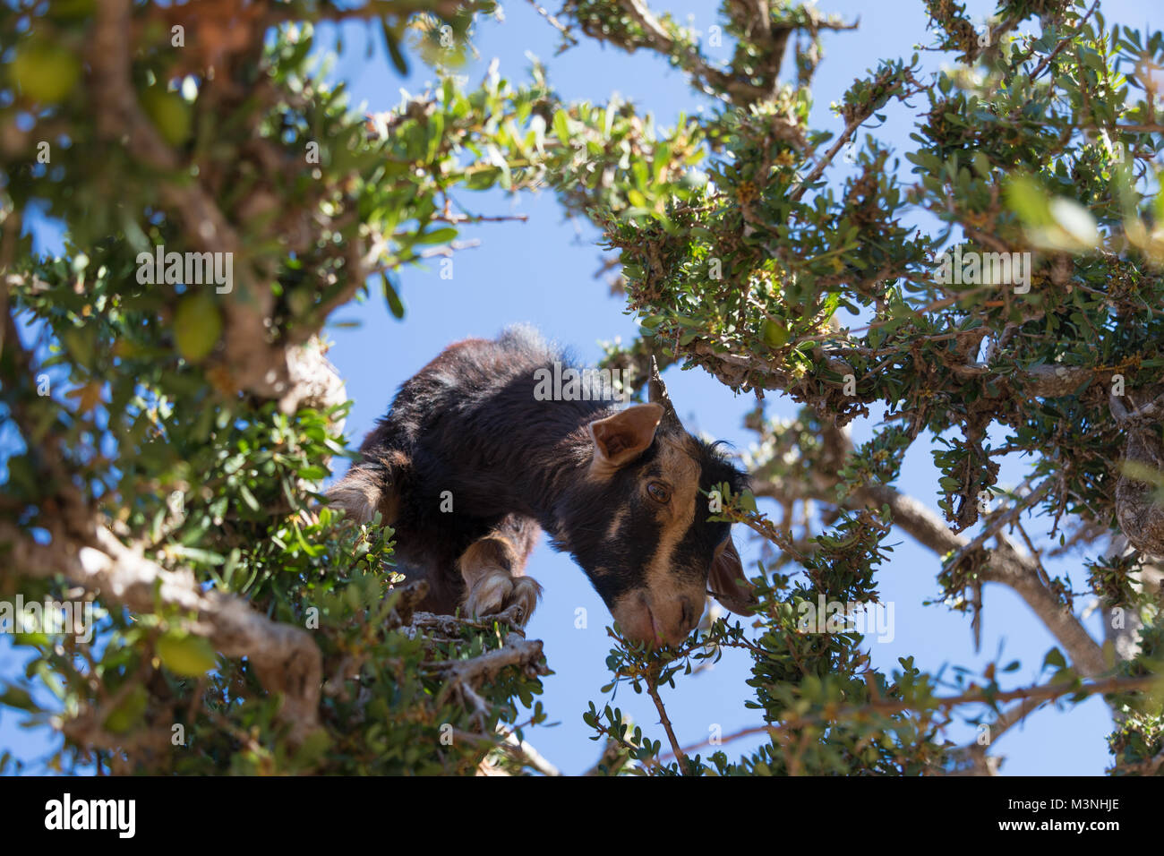 Tree goat of Morocco climbs tree to eat argan fruits Stock Photo