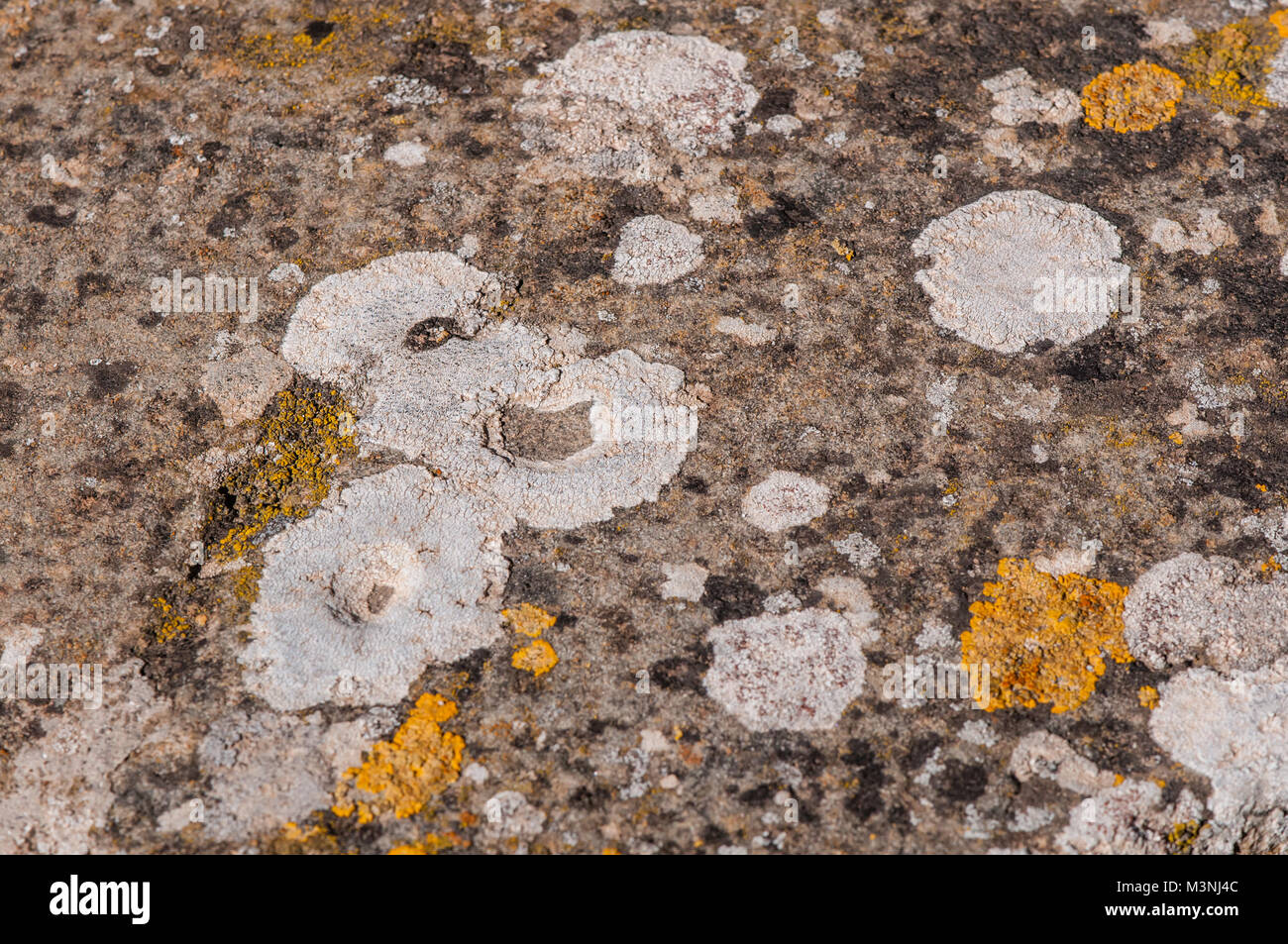 yellow lichens on a rock, Castelltallat, Catalonia, Spain Stock Photo