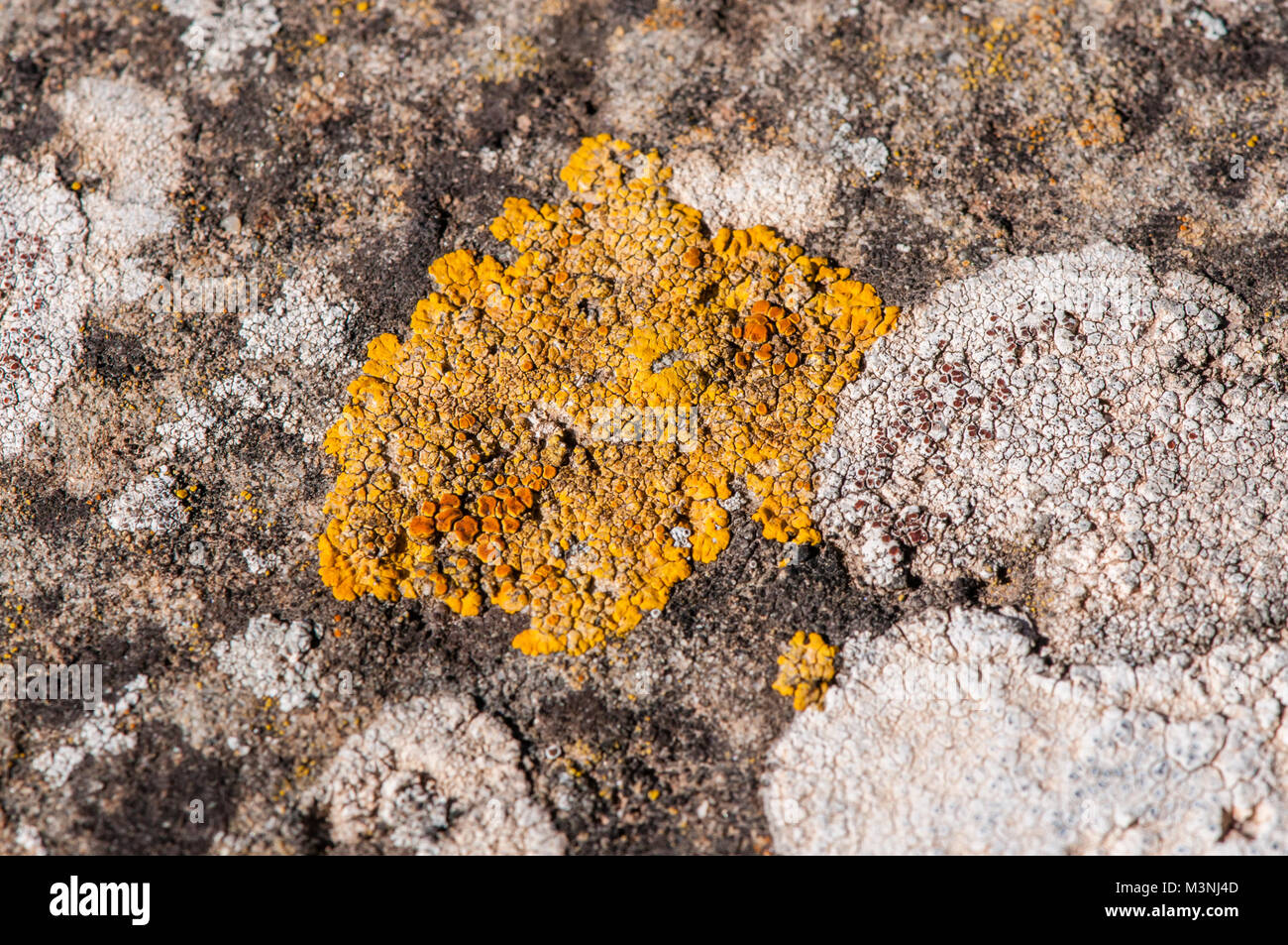 yellow lichens on a rock, Castelltallat, Catalonia, Spain Stock Photo