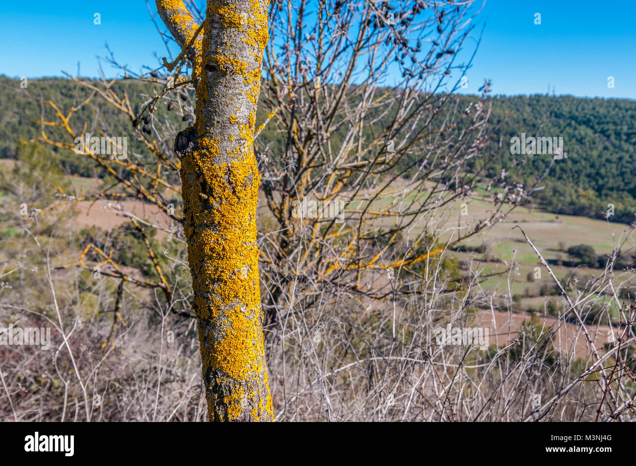 yellow lichens on a tree trunk, Castelltallat, Catalonia, Spain Stock Photo
