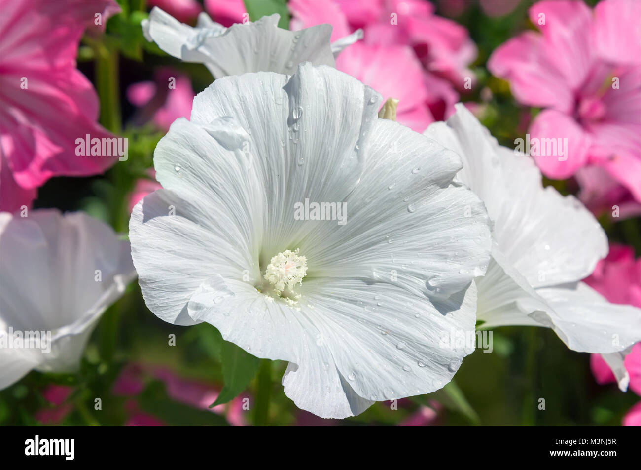 Background with flowers of field bindweed. Stock Photo