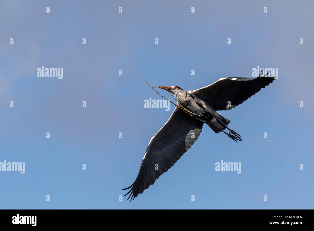 Flying blue heron Stock Photo