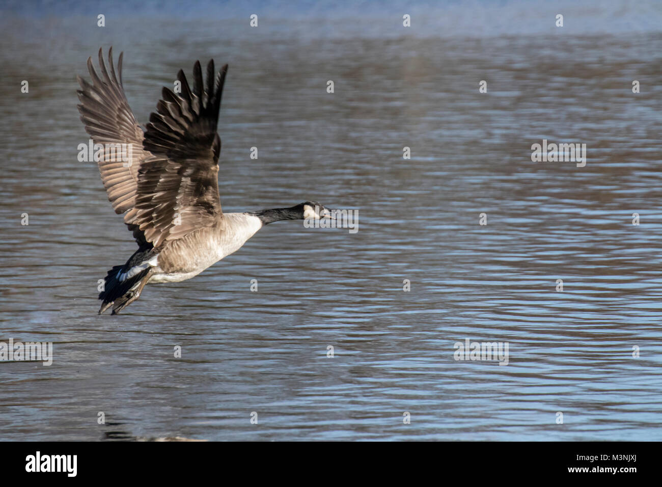 Flying branta geese Stock Photo