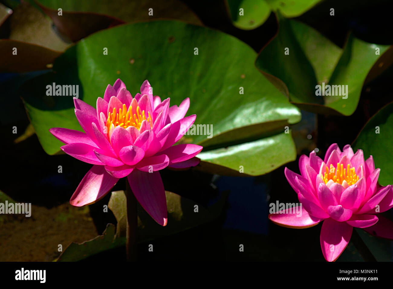 two or more Pink Water Lillies in bloom Stock Photo