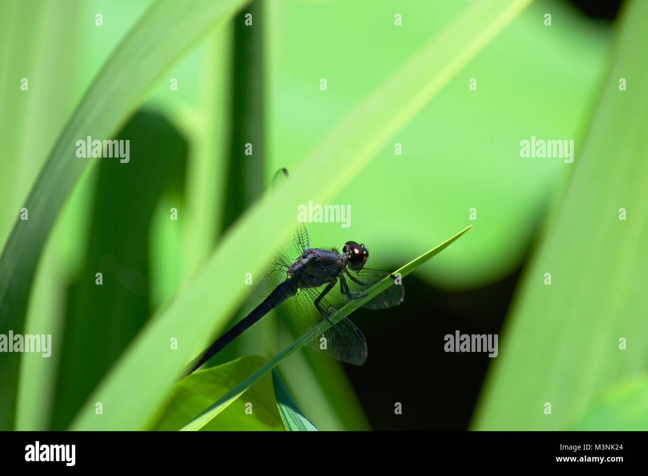 Dragonfly on green leaf Stock Photo - Alamy